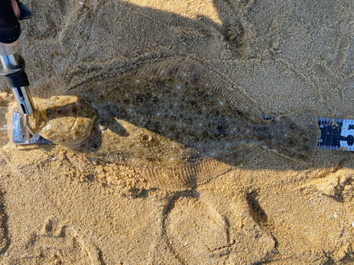 ヒラメの釣果