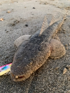 マゴチの釣果