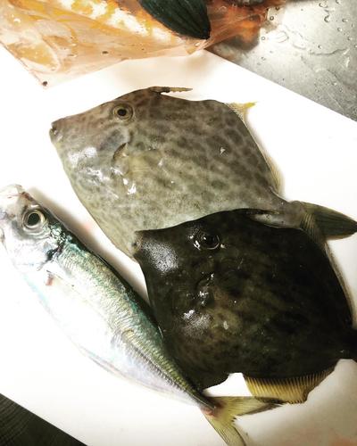 カワハギの釣果