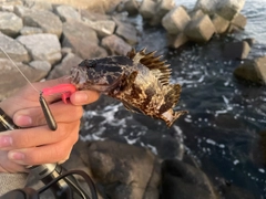 タケノコメバルの釣果