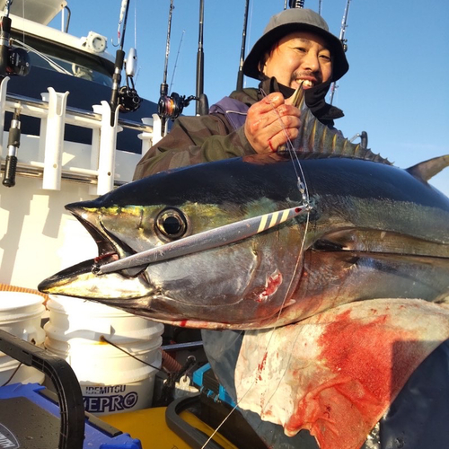 キハダマグロの釣果