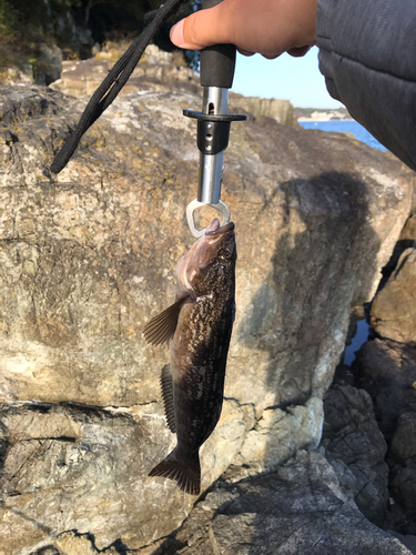 アイナメの釣果