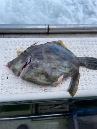 カワハギの釣果