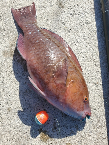 テングハギモドキの釣果