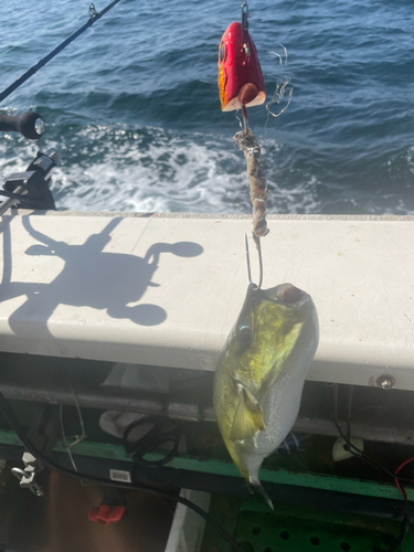 タチウオの釣果