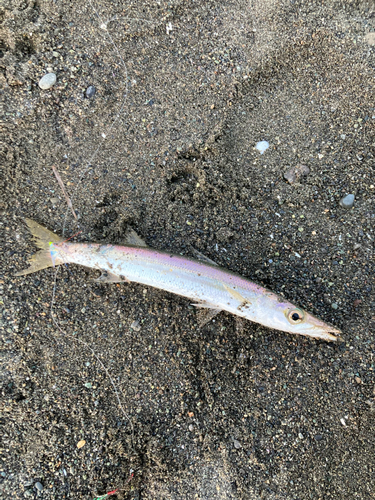 カマスの釣果