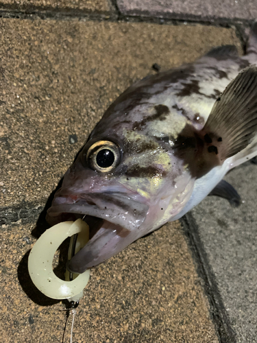 クロソイの釣果