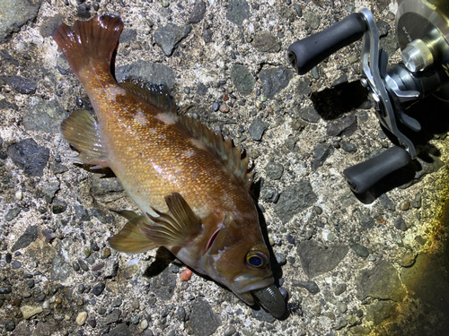 エゾメバルの釣果