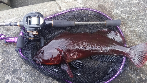 ウサギアイナメの釣果