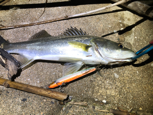 シーバスの釣果