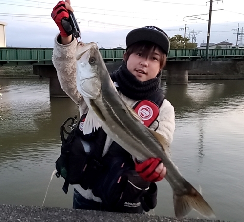 スズキの釣果