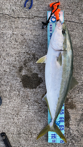 ハマチの釣果