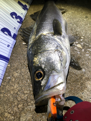 シーバスの釣果