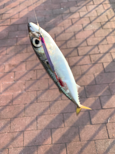 サバの釣果