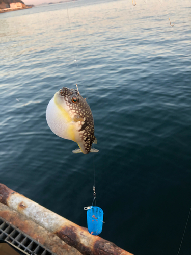 クサフグの釣果