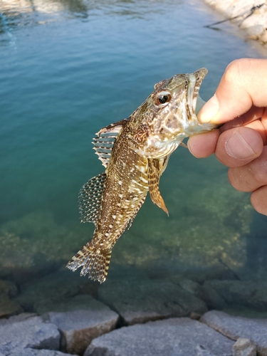 アナハゼの釣果