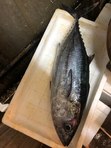 ワラサの釣果