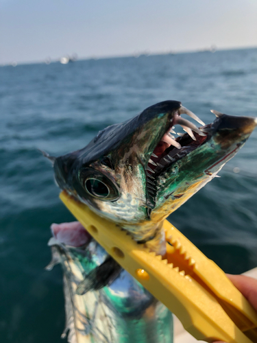 タチウオの釣果