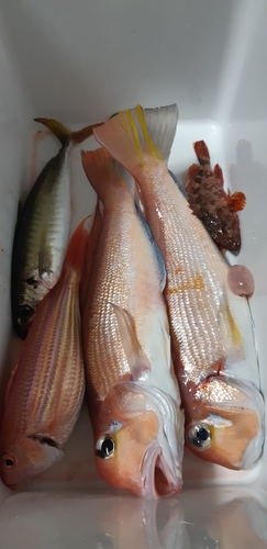 アマダイの釣果