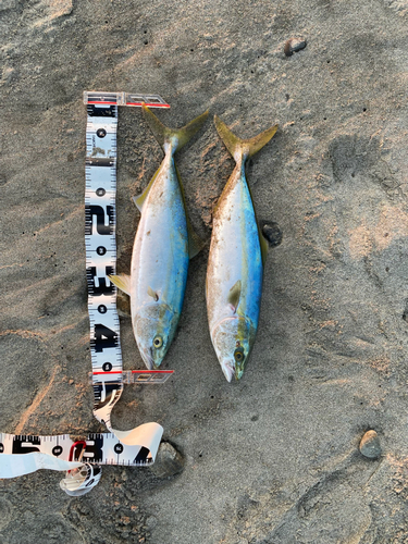 ワカシの釣果