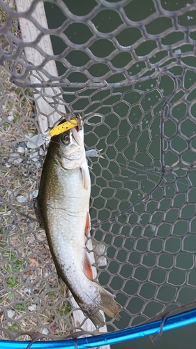 イワナの釣果