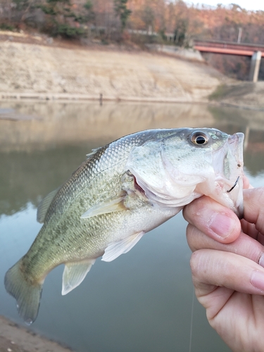 ラージマウスバスの釣果