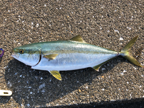 イナダの釣果