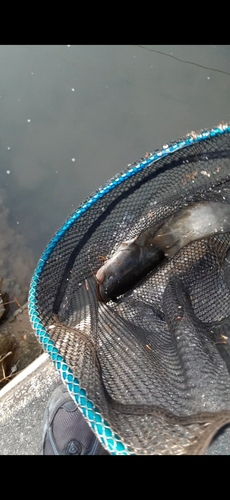 ナマズの釣果