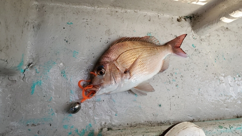 マダイの釣果