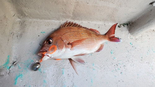 マダイの釣果