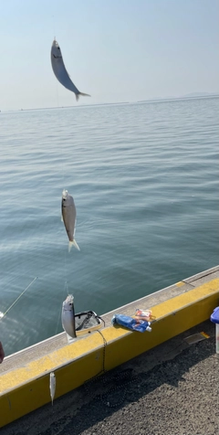 ママカリの釣果