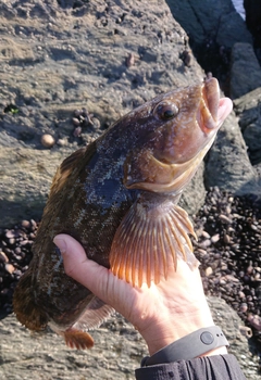 アイナメの釣果