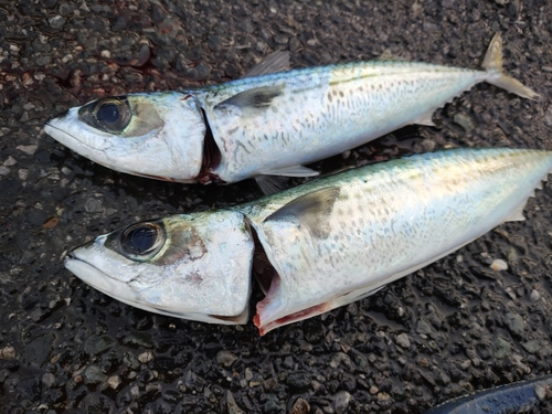 ゴマサバの釣果