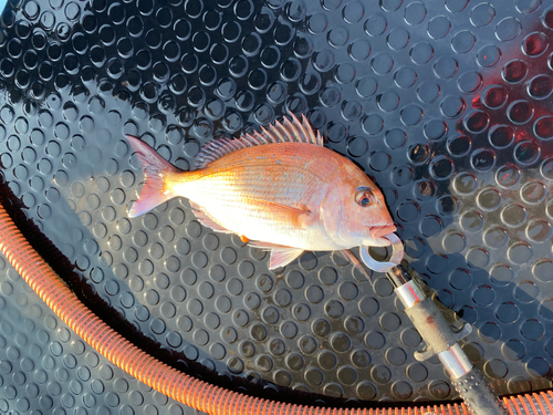 マダイの釣果