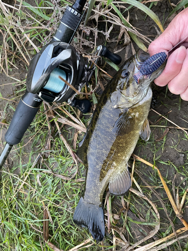 スモールマウスバスの釣果