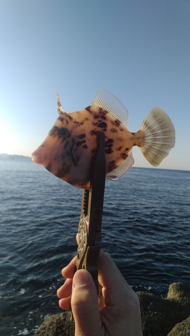 カワハギ