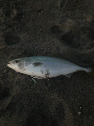 イナダの釣果