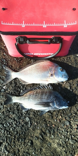 チヌの釣果