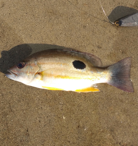 クロホシフエダイの釣果