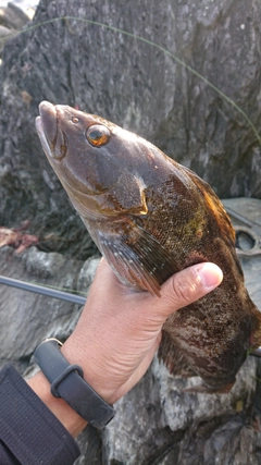 アイナメの釣果