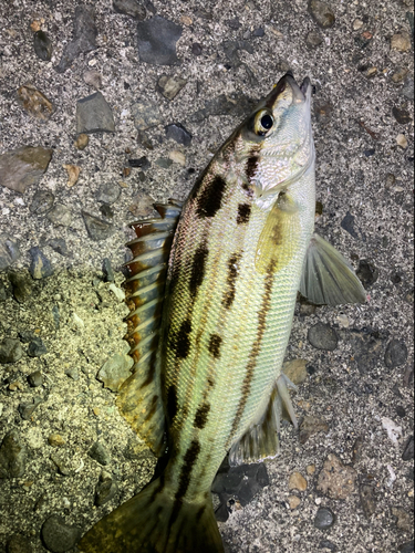 シマイサキの釣果