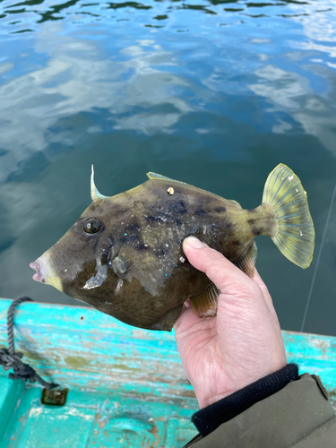 カワハギの釣果