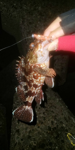 カサゴの釣果