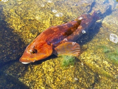 アイナメの釣果