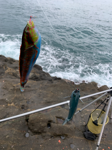 ニシキベラの釣果