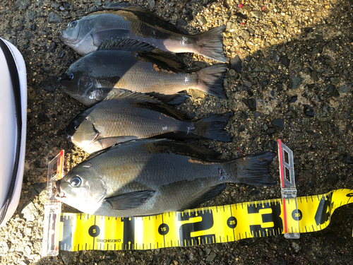 クチブトグレの釣果