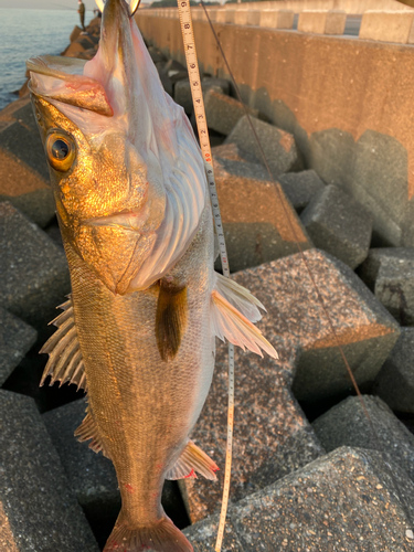 シーバスの釣果