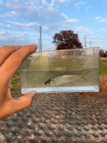 タモロコの釣果