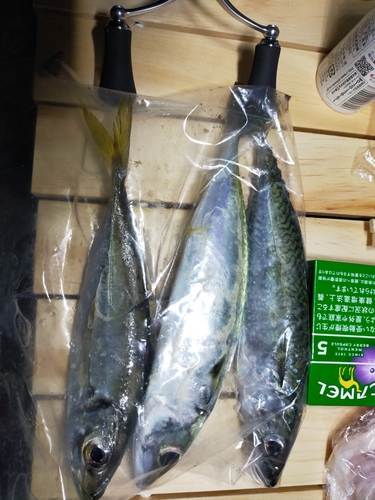 サバの釣果