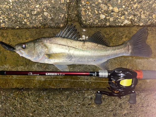 マルスズキの釣果